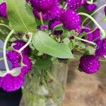 Gomphrena globosaFlower