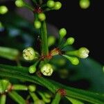 Ocotea atirrensis Fruto