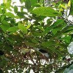 Elaeodendron buchananii Hábito