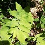 Polygonatum multiflorum برگ