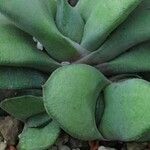 Gasteria glomerata Hoja
