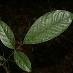 Poecilanthe hostmannii Leaf