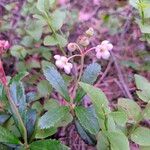 Chimaphila umbellata Λουλούδι