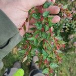 Abelia x grandifloraLapas