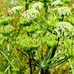 Heracleum sphondylium Fruit