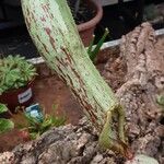 Nepenthes mirabilis Blatt