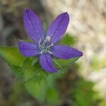 Triodanis perfoliata Flor