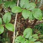 Rubus apetalus Folha