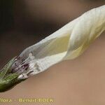 Linum carratracense Квітка