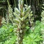 Lupinus perennis 叶