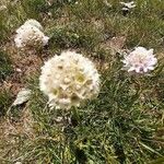 Armeria pubinervis Flower