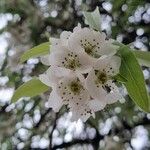 Pyrus salicifolia 花