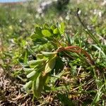 Corydalis pumila Flor