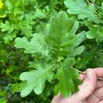 Quercus × rosacea Hoja