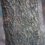 Tricalysia longituba Casca
