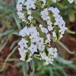 Heliotropium longiflorum फूल