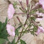 Silene hifacensis Flower