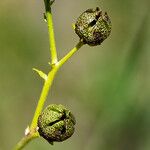 Ruta angustifolia Tunda