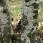 Betula pubescensÉcorce