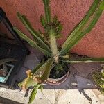 Euphorbia triangularis Leaf