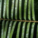Parkia velutina Hoja