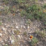 Gaillardia pinnatifida Habit