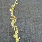 Artemisia campestris Flors