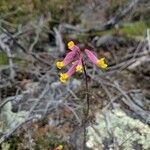 Corydalis sempervirens Blüte