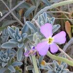 Matthiola sinuata 樹皮