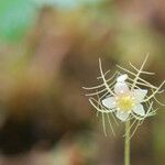 Mitella nuda Λουλούδι