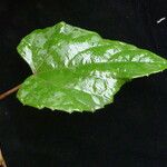 Vitis flexuosa موطن