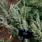 Artemisia austriaca ശീലം
