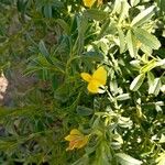 Ononis ramosissima Λουλούδι