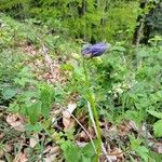 Aquilegia alpina Flower