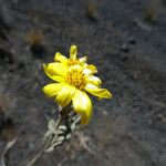 Senecio burtonii Blodyn