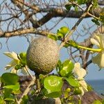 Gardenia volkensii Frucht