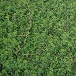 Indigofera microcarpa Blatt