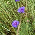 Centaurea cyanusFlower