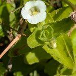 Gratiola peruviana Flower