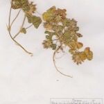 Trifolium spumosum Habit