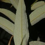 Mabea montana Leaf