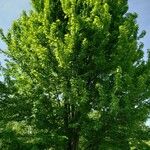Acer × freemanii অভ্যাস