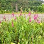 Onobrychis viciifolia Vekstform