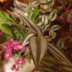 Tradescantia zebrina 葉