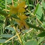 Senna marilandica Flower