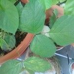 Mucuna pruriens Lehti