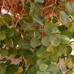 Calotropis procera Feuille