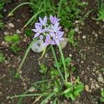 Allium unifolium Hábito