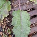Salvia verbenaca Leaf