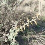 Artemisia herba-alba Leaf